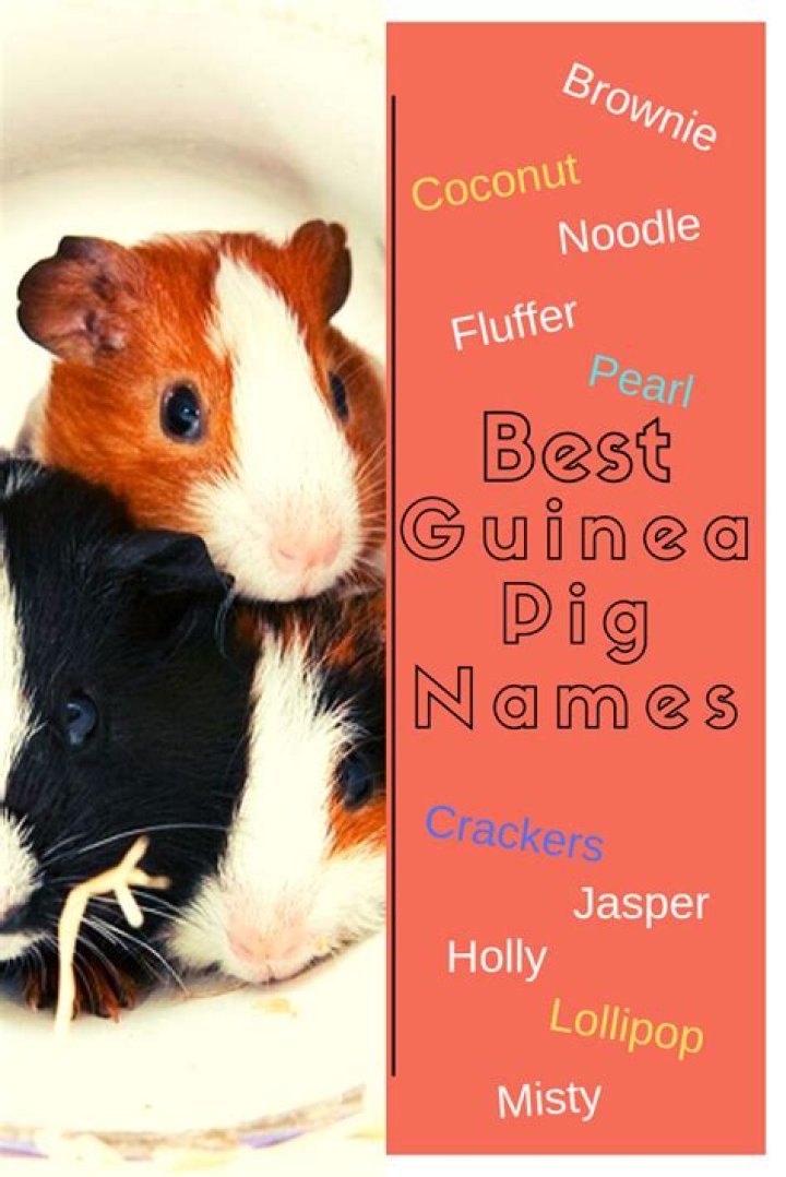 100+ unique guinea pig names for your beloved furry friend