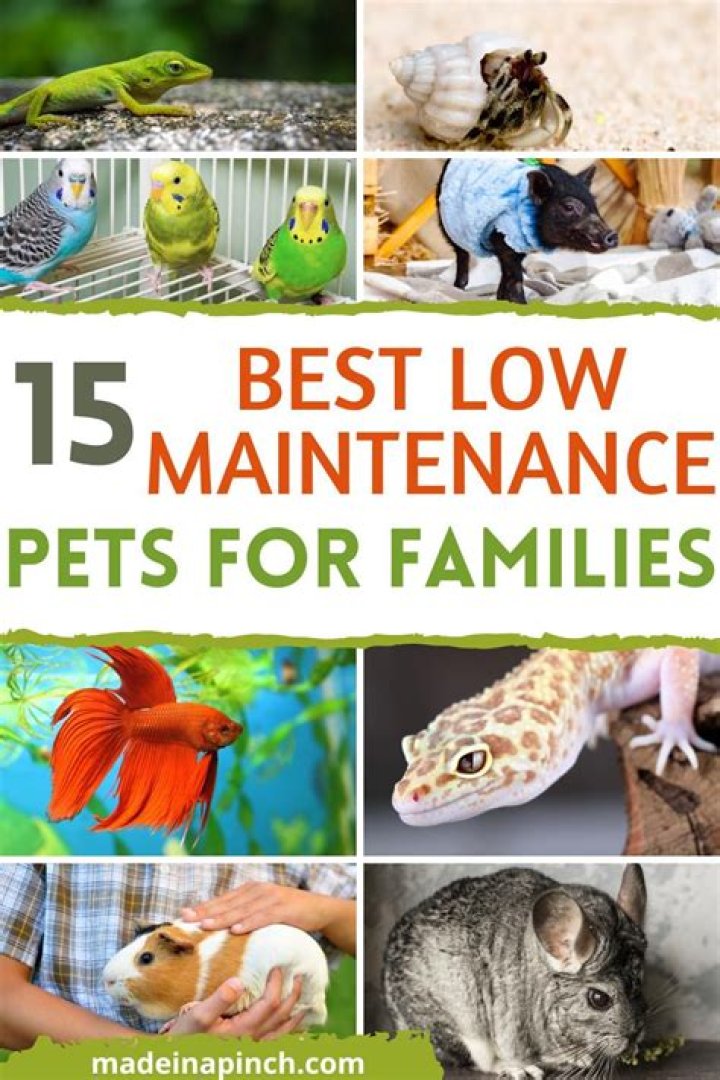 15 best low maintenance pets that are well worth the trouble