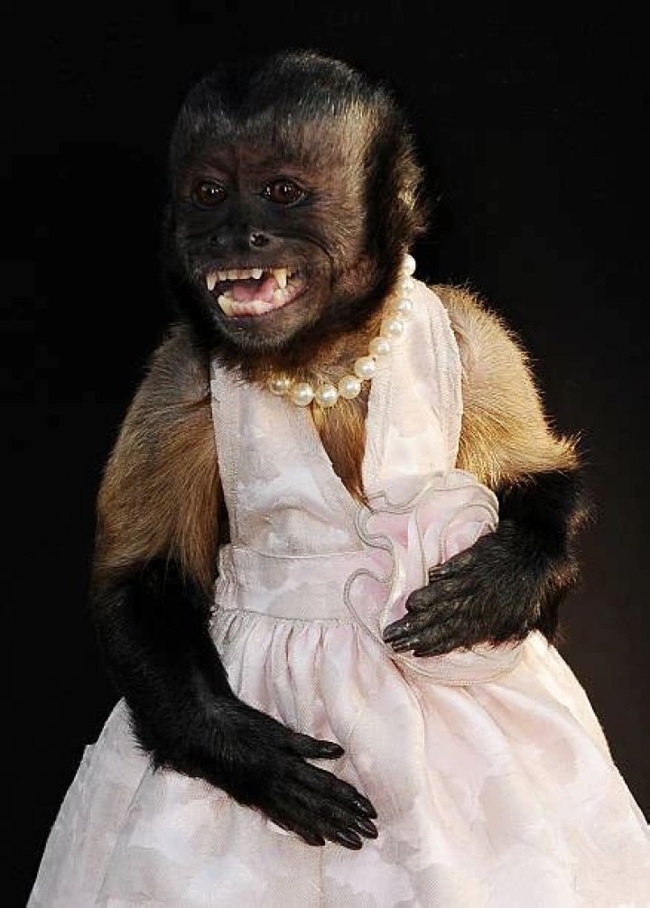 Crystal the Monkey Net Worth