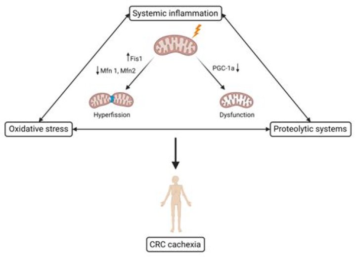 Debbi Skluzak Obituary and Death Cause Linked to Cancer