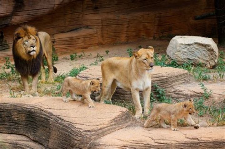 Father Zuri Hector And Mother Ann Molitor