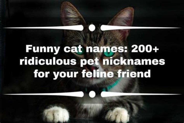 Funny cat names: 200+ ridiculous pet nicknames for your feline friend