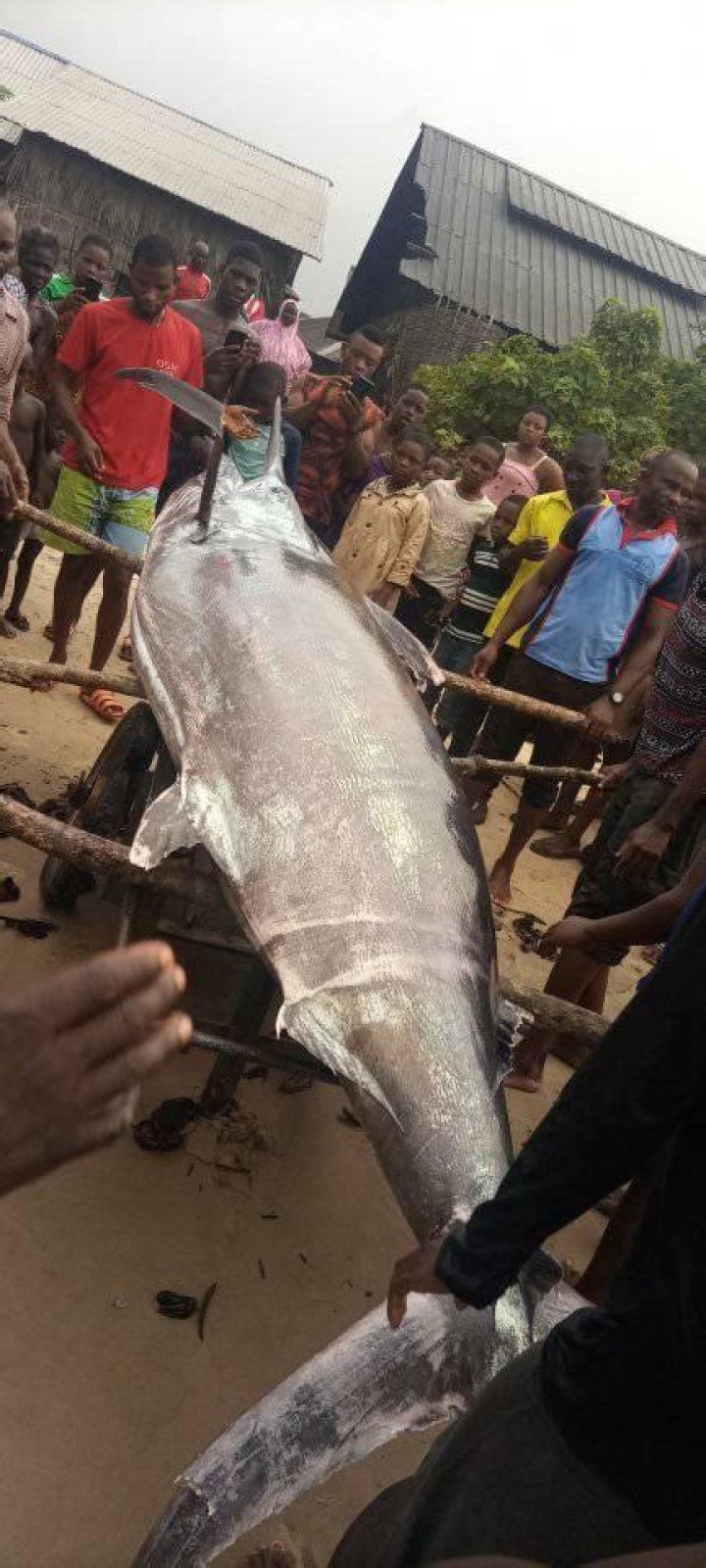 "That Man Should Be Awarded": Photos as Nigerian Fisherman Catches Giant Sea Mammal, Flaunts it